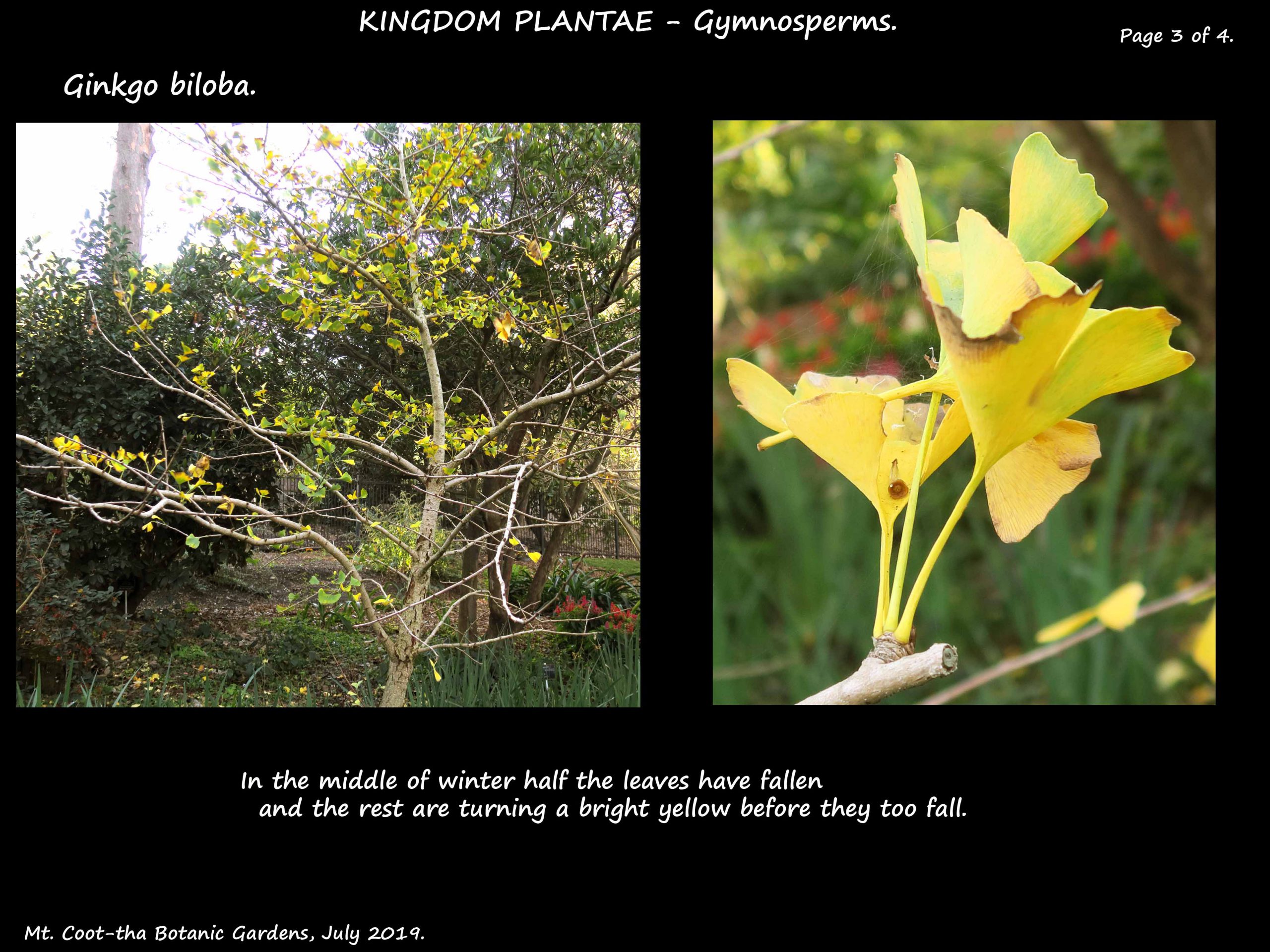 3 Ginkgo tree in winter